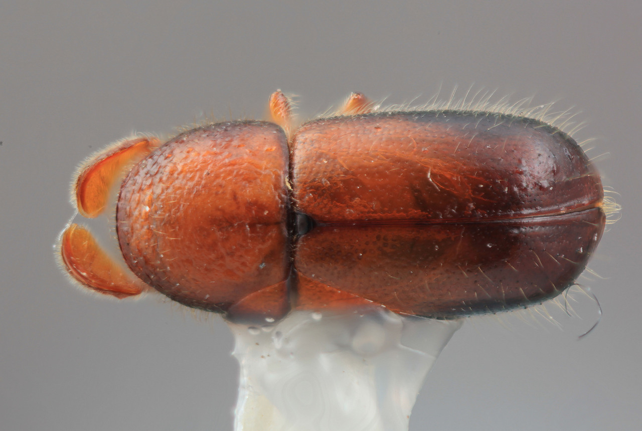Genus / Species: Corthylus calmicolens | Image Author: SM Smith | Location: Costa Rica, Heredia, Volcan Poas | Image Type: holotype | Collection: Entomology