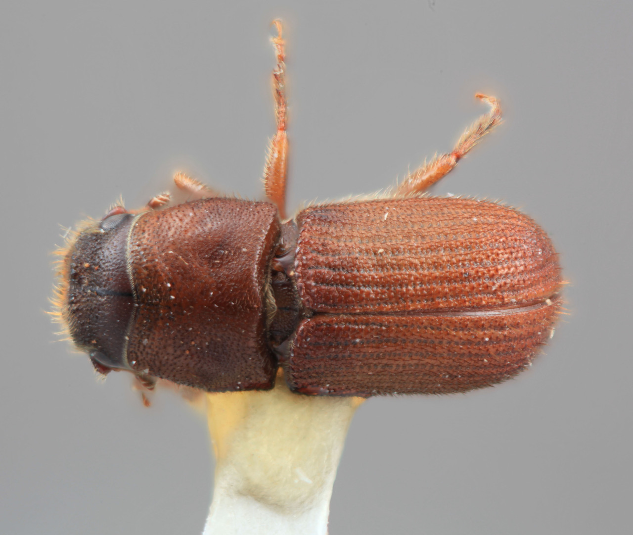 Genus / Species: Dendroctonus vitei | Image Author: SM Smith | Location: Guatemala, Chimaltenango, Patzún | Image Type: holotype | Collection: Entomology