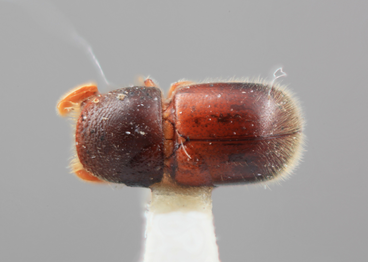 Genus / Species: Corthylus comosus | Image Author: SM Smith | Location: Costa Rica, Cartago, Tapanti | Image Type: holotype | Collection: Entomology