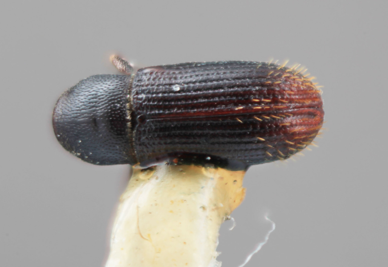 Genus / Species: Cnesinus niger | Image Author: SM Smith | Location: Panamá, Chiriquí, Cerro Punta | Image Type: holotype | Collection: Entomology