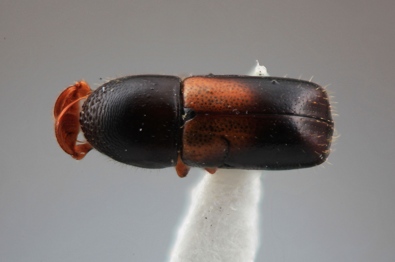Genus / Species: Corthylus zulmae | Image Author: SM Smith | Location: Colombia, Caldas, Manizales | Image Type: holotype | Collection: Entomology