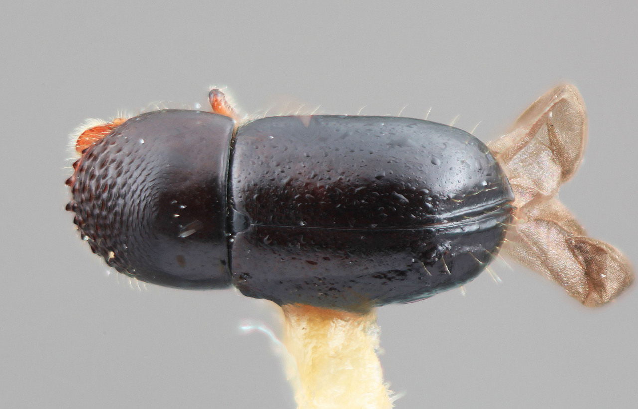 Genus / Species: Corthylus montanus | Image Author: SM Smith | Location: Costa Rica, San José, Cerro de la Muerte, 16 km S Empalme | Image Type: holotype | Collection: Entomology
