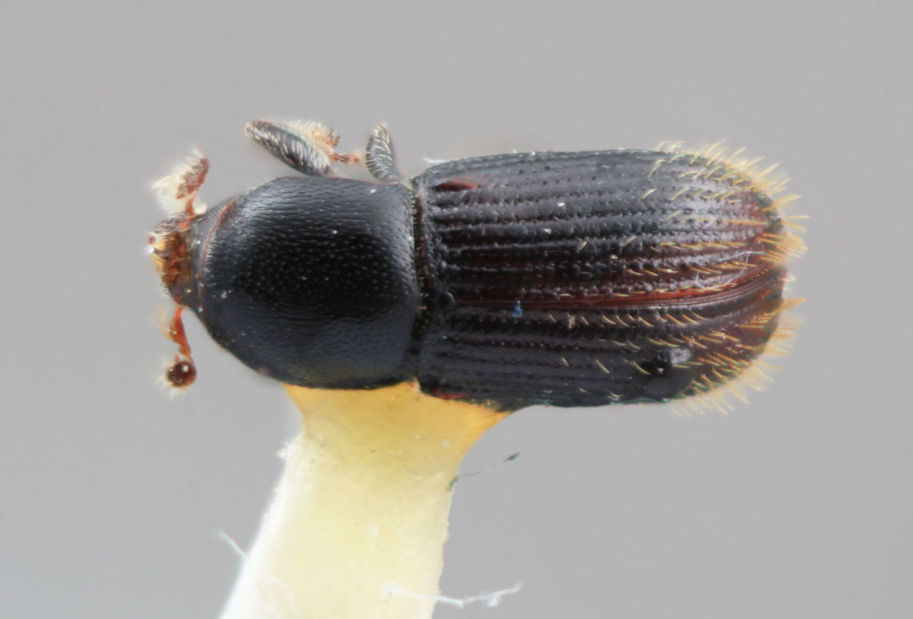Genus / Species: Cnesinus myelitis | Image Author: SM Smith | Location: México, Puebla, Teziutlan, 10 km NE | Image Type: holotype | Collection: Entomology