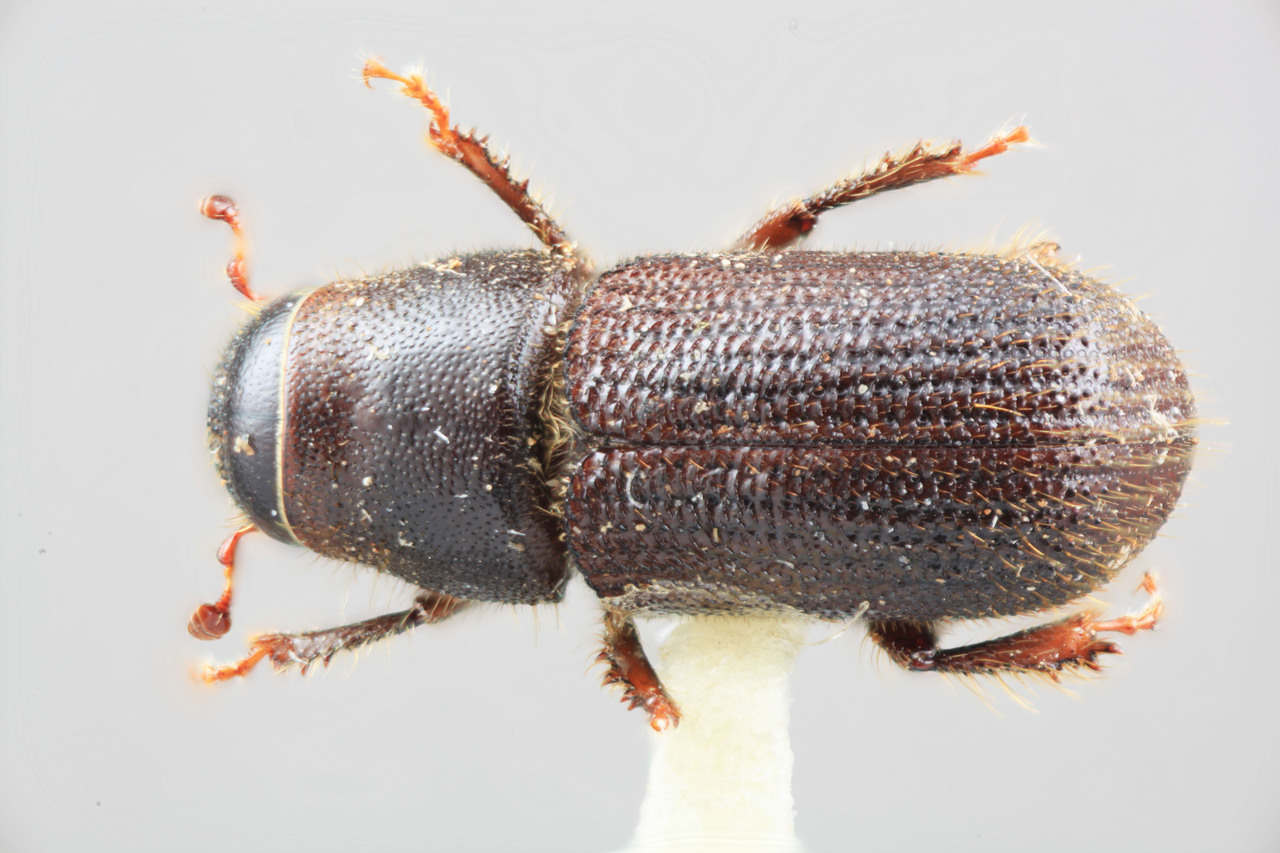 Genus / Species: Dendroctonus parallelocollis | Image Author: SM Smith | Location: México, México, San Rafael | Image Type: holotype | Collection: Entomology