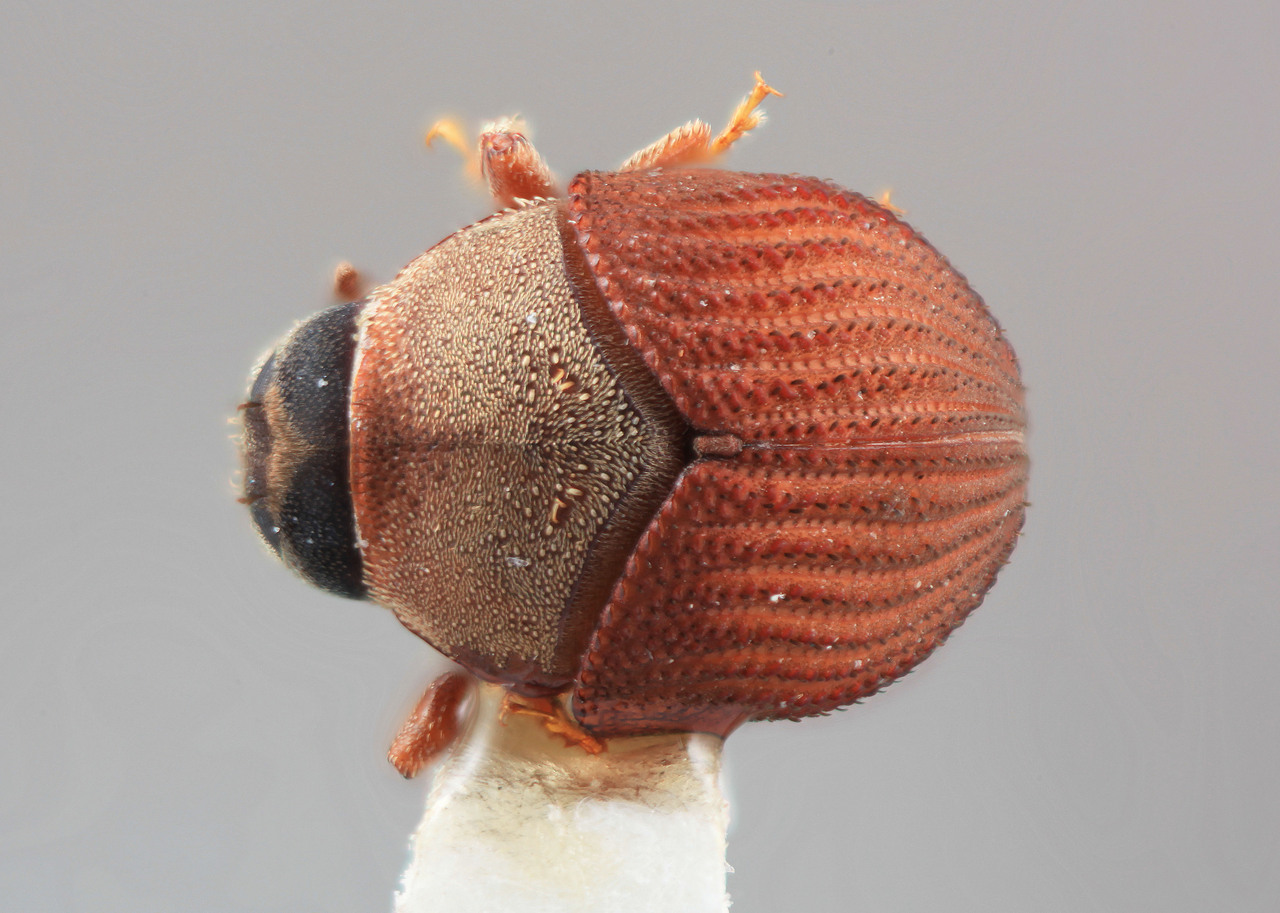 Genus / Species: Sphaerotrypes cristatus | Image Author: SM Smith | Location: Sri Lanka, Rat. Dist., Gilimale | Image Type: holotype | Collection: Entomology