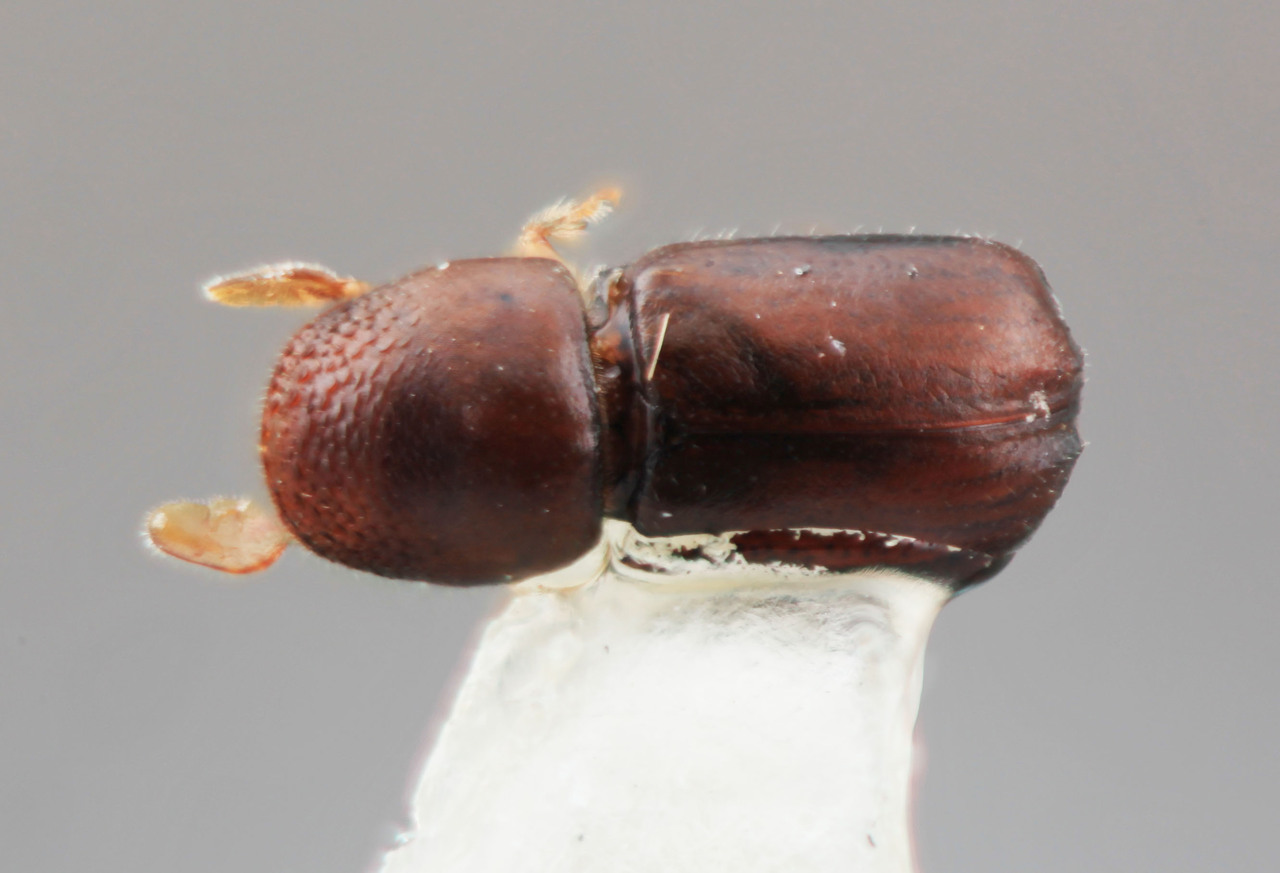 Genus / Species: Corthylus sentosus | Image Author: SM Smith | Location: México, Michoacán, Carr. Pátzcuaro-Ario de Rosales, km 32 | Image Type: holotype | Collection: Entomology