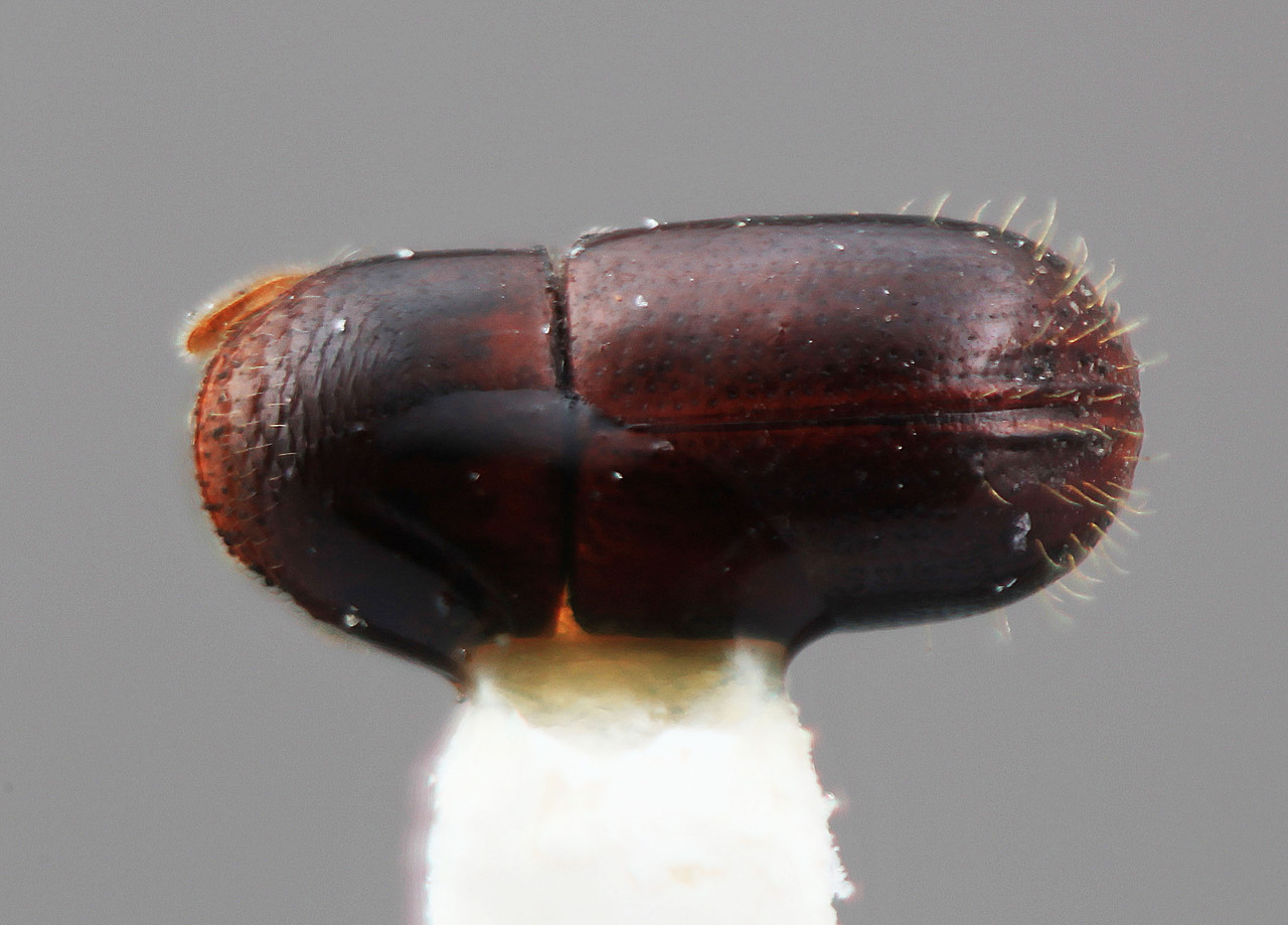 Genus / Species: Corthylus pseudovillus | Image Author: SM Smith | Location: Costa Rica, San José, San José | Image Type: holotype | Collection: Entomology