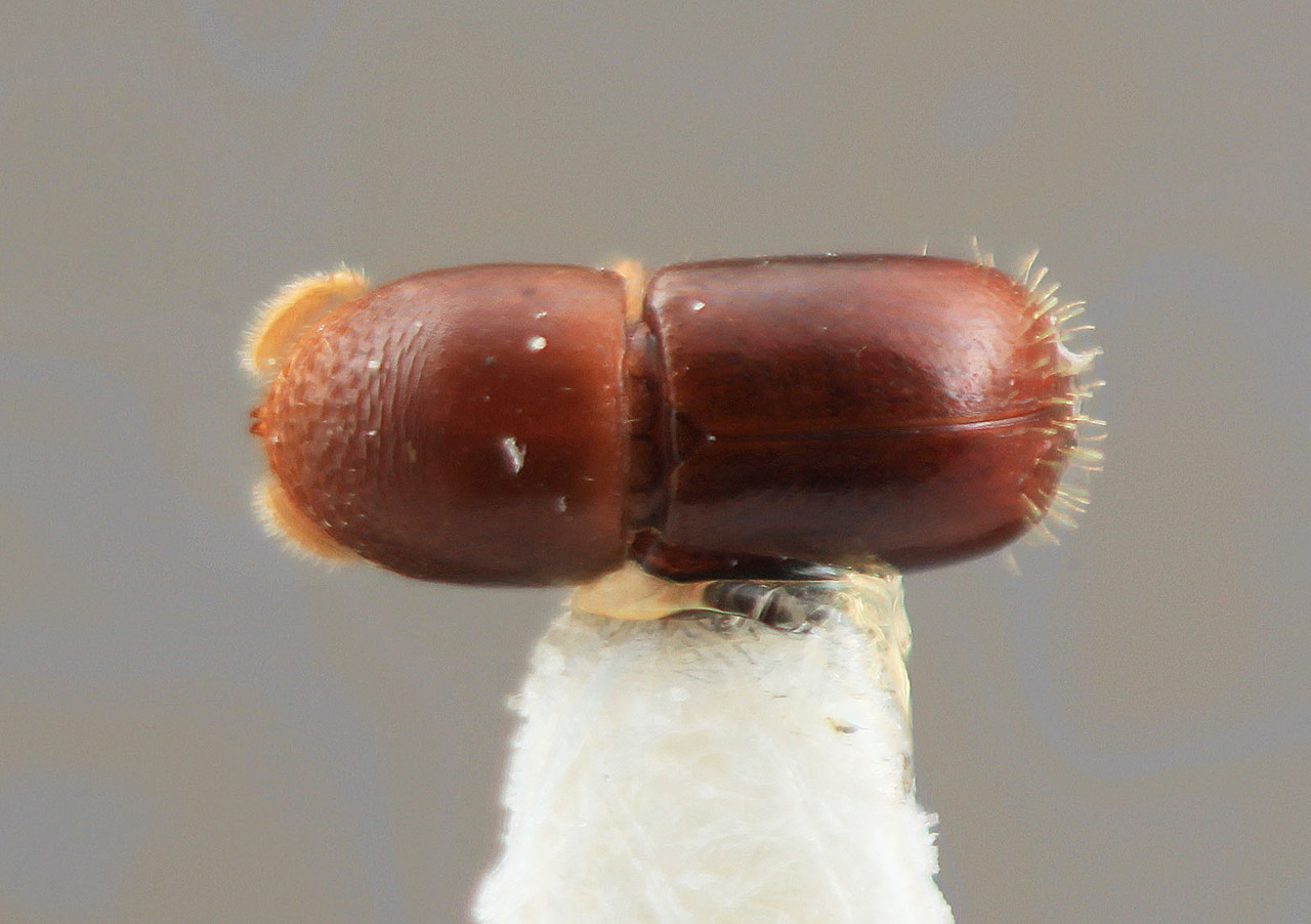 Genus / Species: Corthylus nanus | Image Author: SM Smith | Location: Costa Rica, Puntarenas, Rincón de Osa | Image Type: holotype | Collection: Entomology