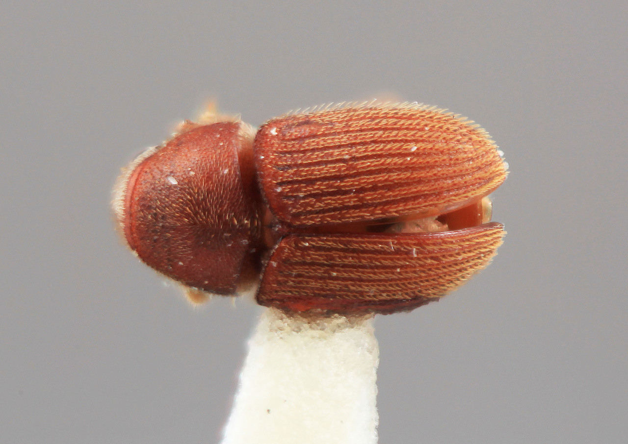 Genus / Species: Phrixosoma rubrum | Image Author: SM Smith | Location: Venezuela, Barinas, Socopo, 40 km SE | Image Type: holotype | Collection: Entomology