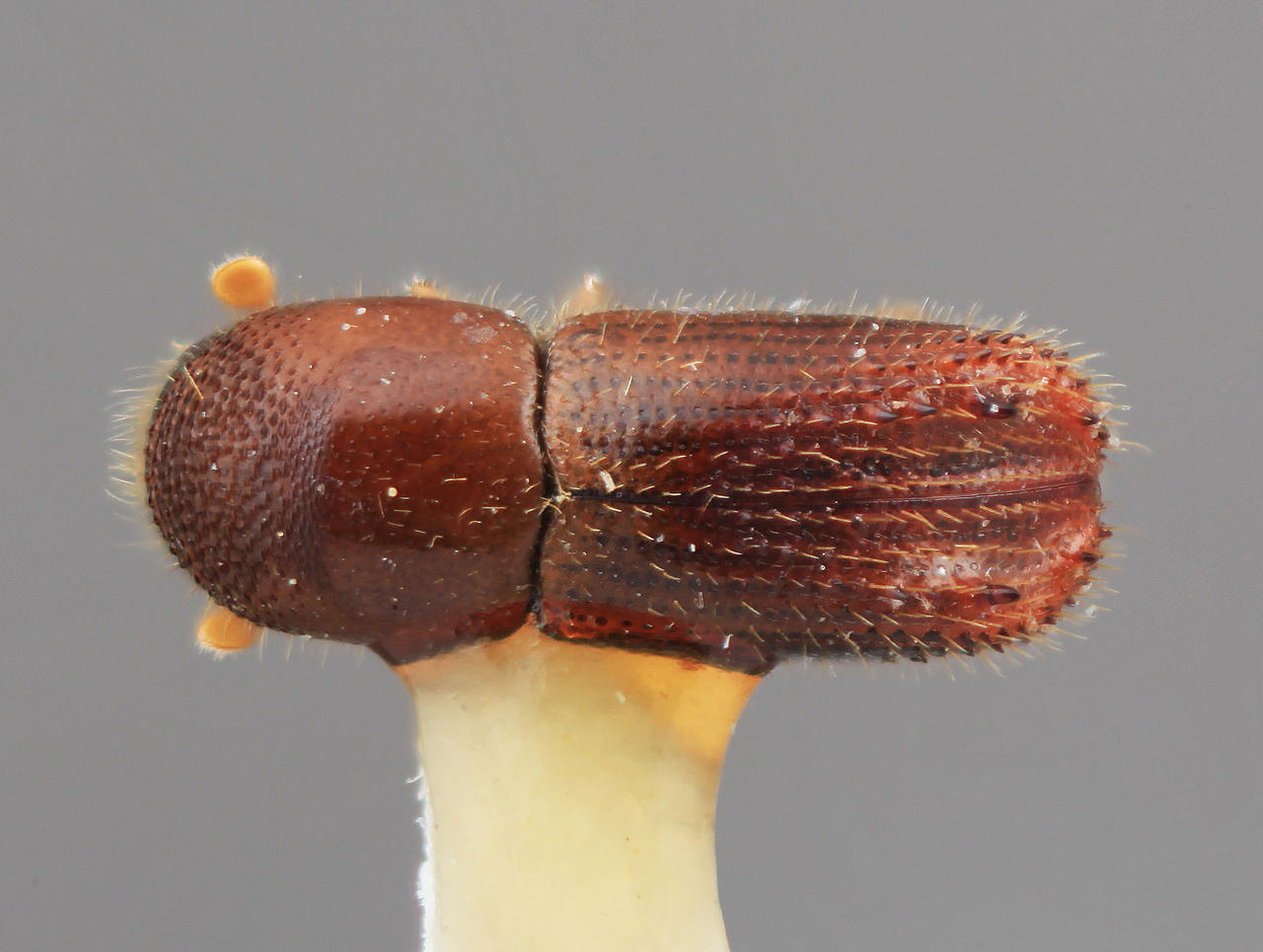 Genus / Species: Xyleborinus bicornatulus | Image Author: SM Smith | Location: Costa Rica, Cartago, Moravia | Image Type: holotype | Collection: Entomology