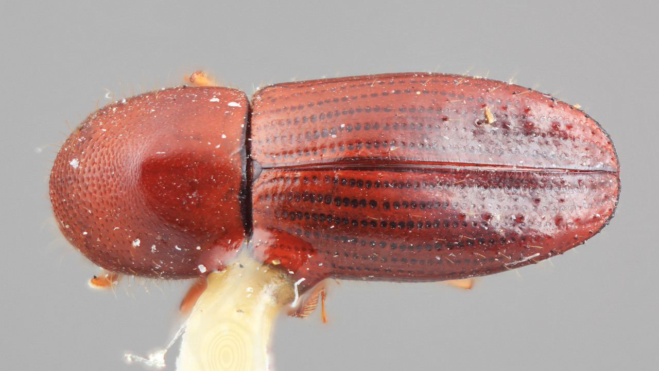 Genus / Species: Xyleborus prolatus | Image Author: SM Smith | Location: Costa Rica, Cartago, Tapanti | Image Type: holotype | Collection: Entomology
