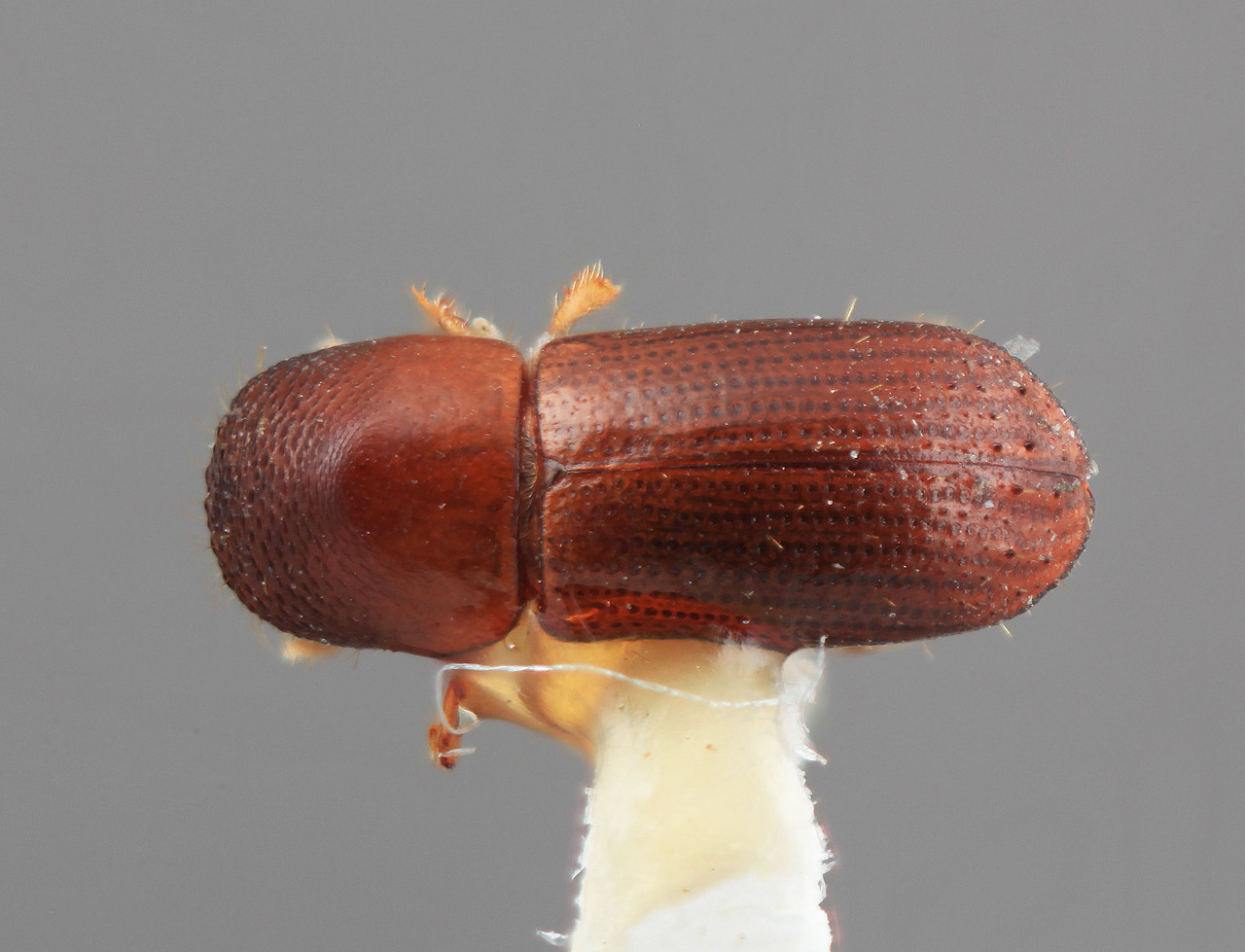 Genus / Species: Xyleborus dissimulatus | Image Author: SM Smith | Location: Costa Rica, Cartago, Tapanti | Image Type: holotype | Collection: Entomology