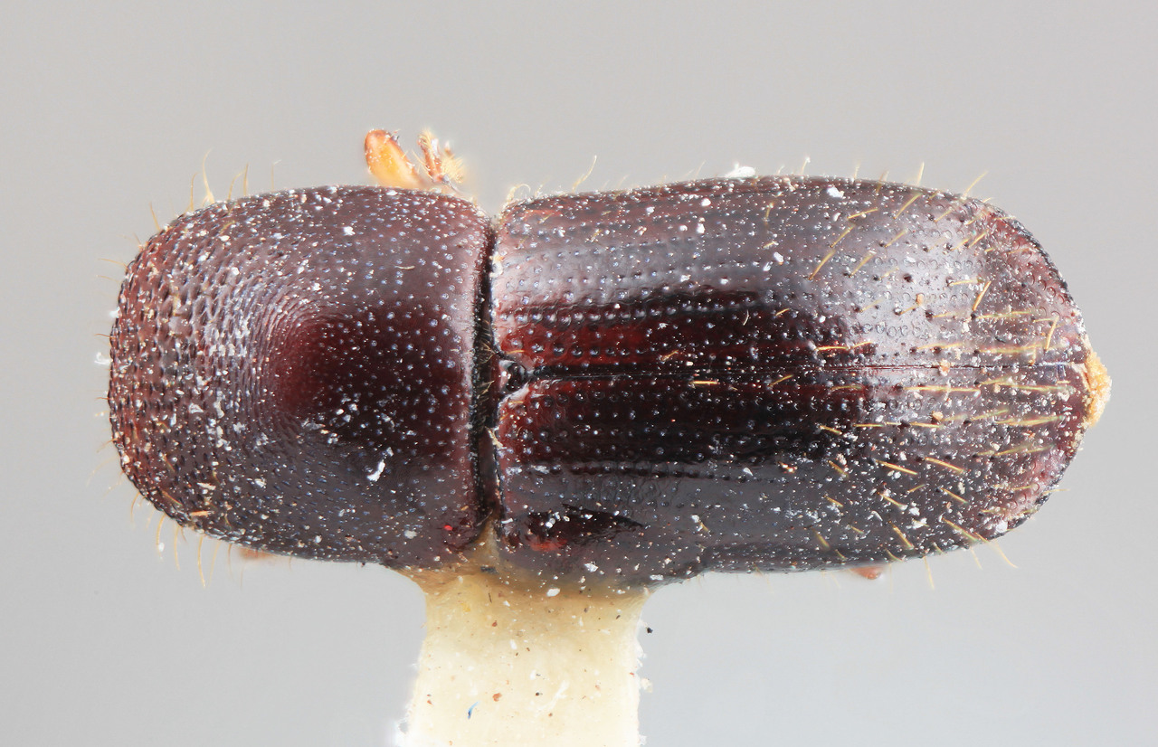 Genus / Species: Xyleborus lacunatus | Image Author: SM Smith | Location: Costa Rica, Cartago, Turrialba | Image Type: holotype | Collection: Entomology