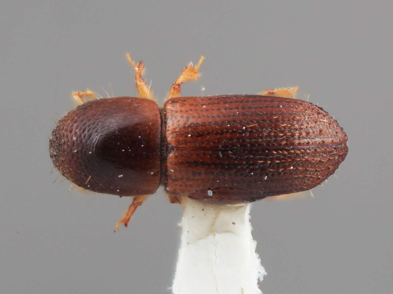 Genus / Species: Xyleborus demissus | Image Author: SM Smith | Location: Costa Rica, Puntarenas, Rincón de Osa | Image Type: holotype | Collection: Entomology