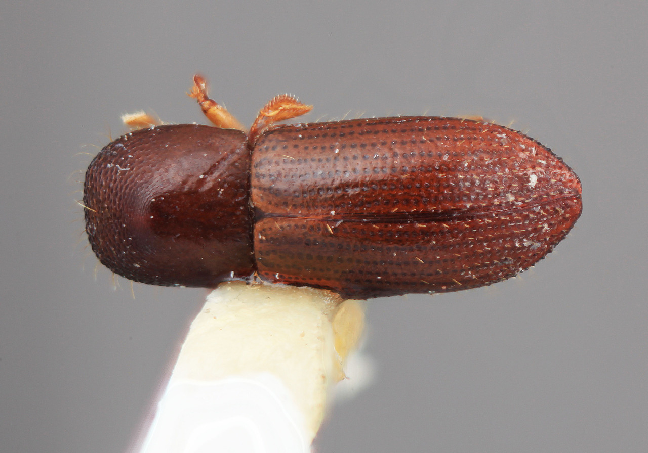 Genus / Species: Xyleborus concentus | Image Author: SM Smith | Location: Costa Rica, Cartago, Tapanti | Image Type: holotype | Collection: Entomology