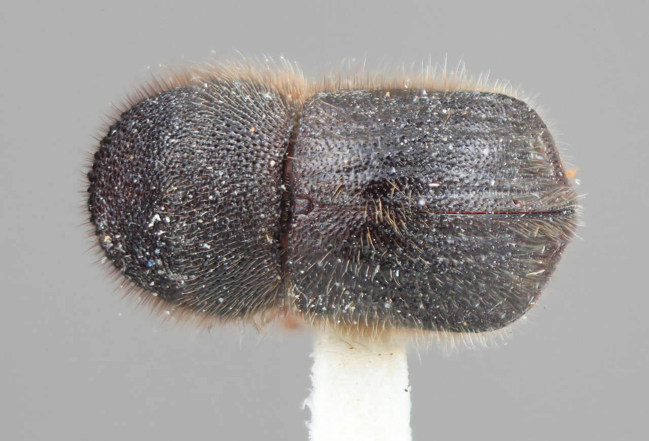 Genus / Species: Cnestus peruanus | Image Author: SM Smith | Location: Perú, Junin, Satipo | Image Type: holotype | Collection: Entomology