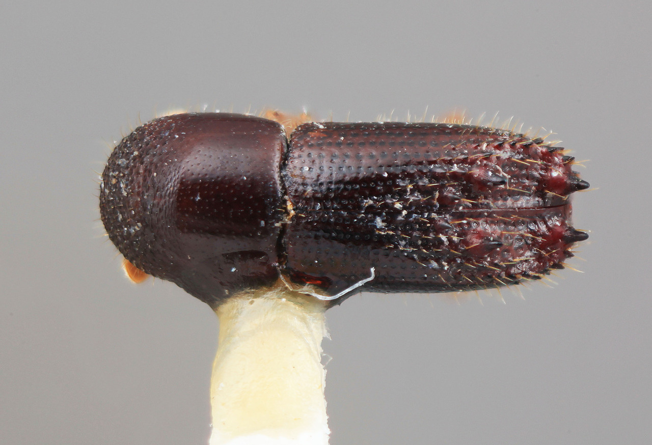 Genus / Species: Xyleborinus tribulosus | Image Author: SM Smith | Location: Panamá, Panamá, Madden Forest | Image Type: holotype | Collection: Entomology