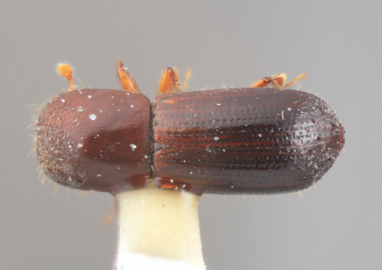 Genus / Species: Xyleborus improvidus | Image Author: SM Smith | Location: Panamá, Chiriquí, Cerro Punta | Image Type: holotype | Collection: Entomology