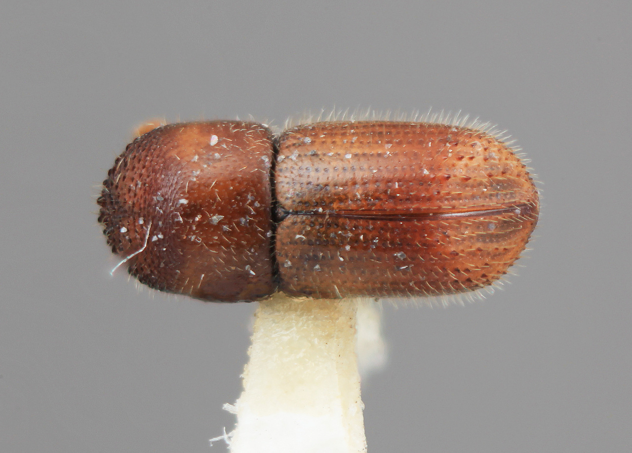 Genus / Species: Xyleborus palatus | Image Author: SM Smith | Location: México, Colima, Armeria, 24 km W | Image Type: holotype | Collection: Entomology