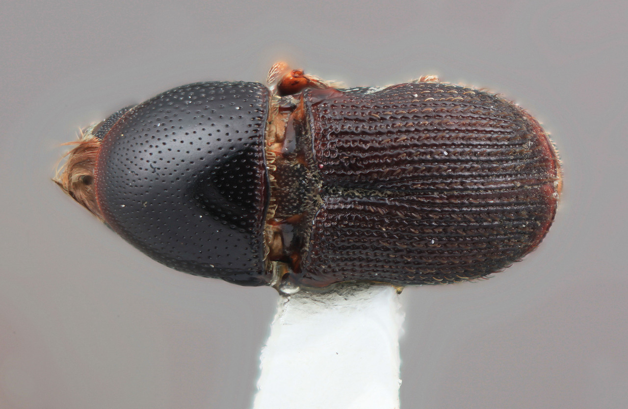 Genus / Species: Scolytopsis orinocanus | Image Author: SM Smith | Location: Venezuela, Bolivar, El Palmar, 30 km E | Image Type: holotype | Collection: Entomology