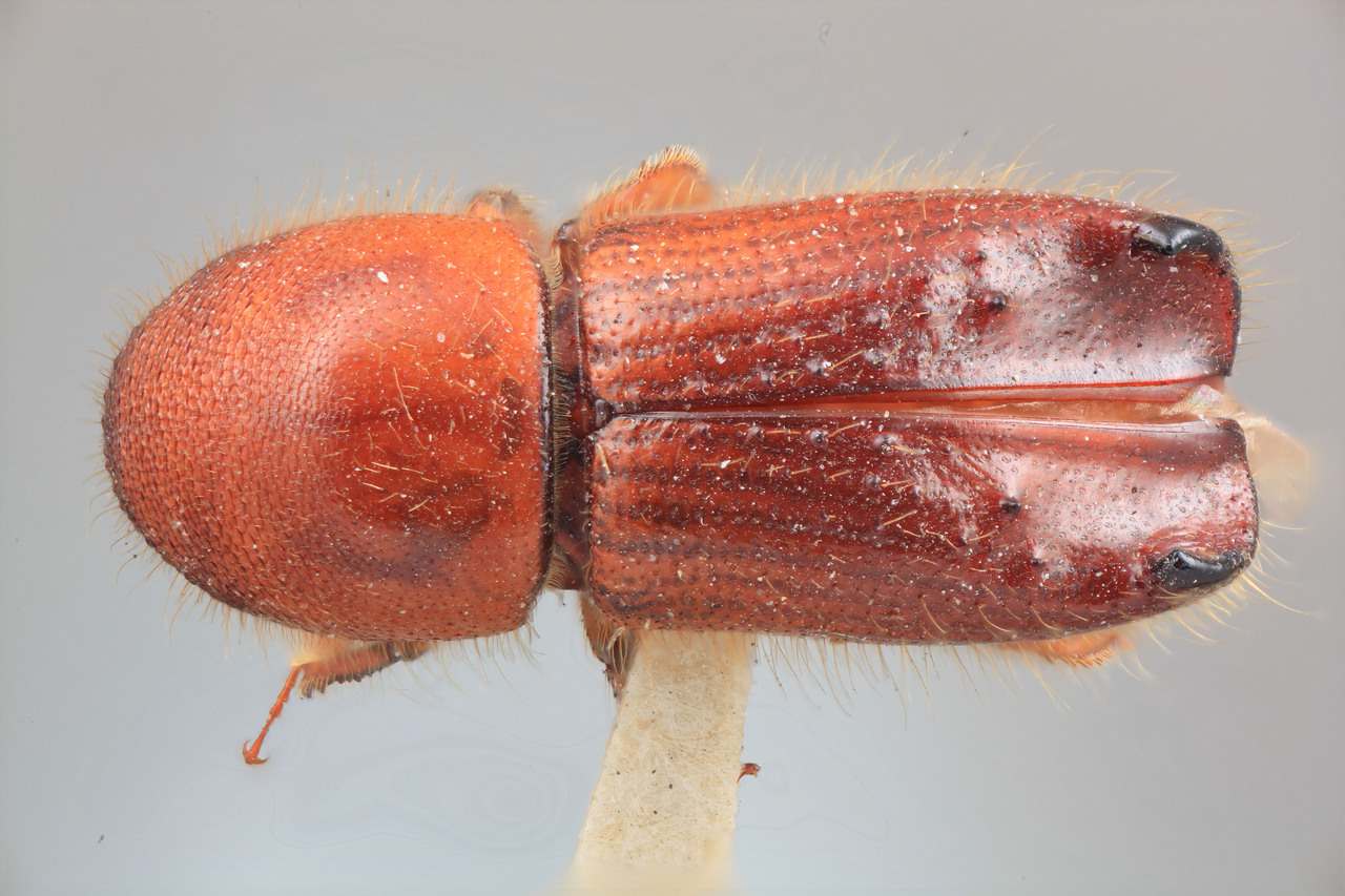 Genus / Species: Xyleborus horridicus | Image Author: SM Smith | Location: Bolivia, Bení, Reyes | Image Type: holotype | Collection: Entomology
