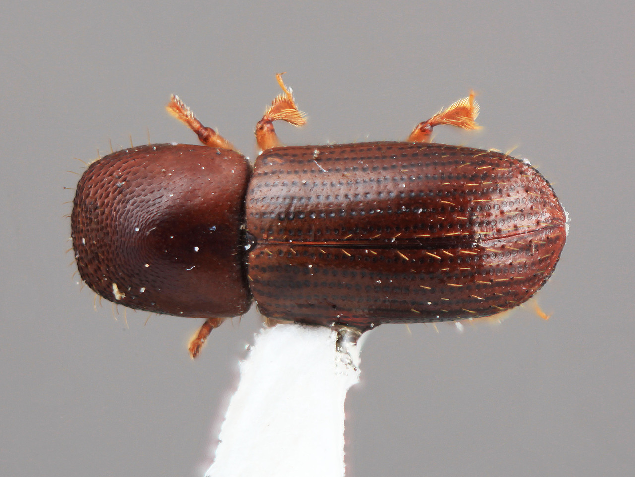 Genus / Species: Xyleborus araguensis | Image Author: SM Smith | Location: Venezuela, Aragua, Rancho Grande | Image Type: holotype | Collection: Entomology