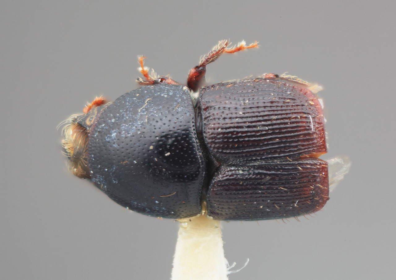 Genus / Species: Scolytus venezuelensis | Image Author: SM Smith | Location: Venezuela, Amazonas, Union Orinoco-Ugueto | Image Type: holotype | Collection: Entomology