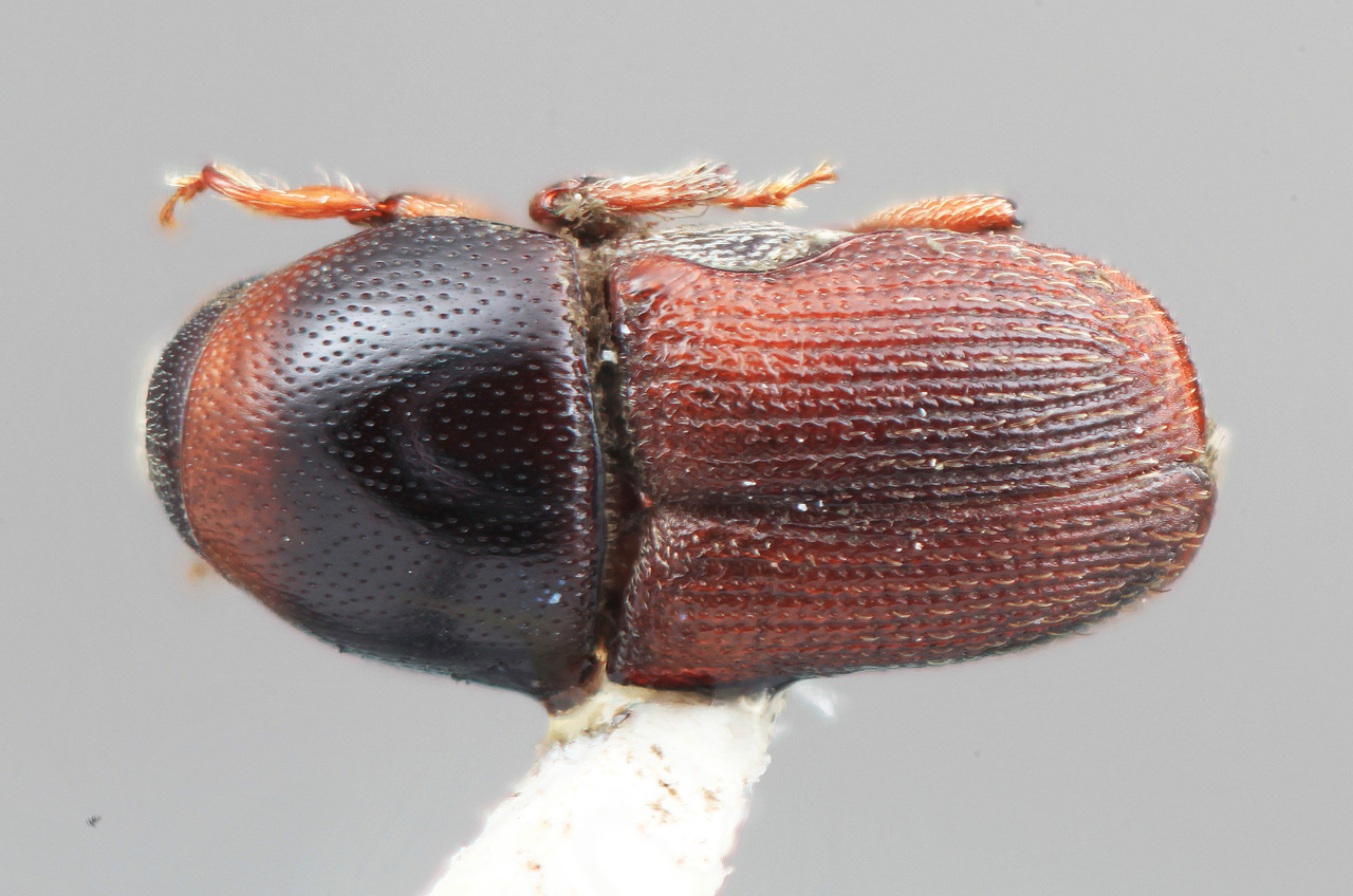 Genus / Species: Scolytopsis laticollis | Image Author: SM Smith | Location: México, Oaxaca, El Camaron, 19 mi (31 km) SE | Image Type: holotype | Collection: Entomology