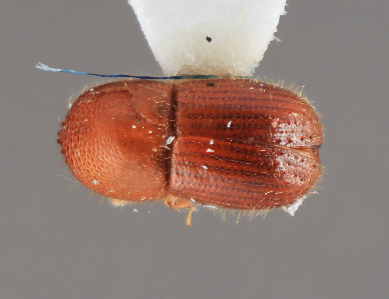 Genus / Species: Coptoborus paurus | Image Author: SM Smith | Location: Costa Rica, Heredia, La Selva Biol. Sta., 3 km S Pto. Viejo | Image Type: holotype | Collection: Entomology