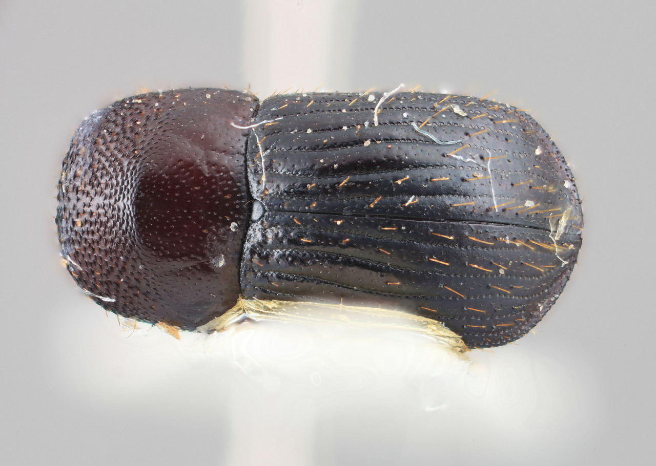 Genus / Species: Xyleborus mimicus | Image Author: SM Smith | Location: Perú, Junin, Junin | Image Type: holotype | Collection: Entomology