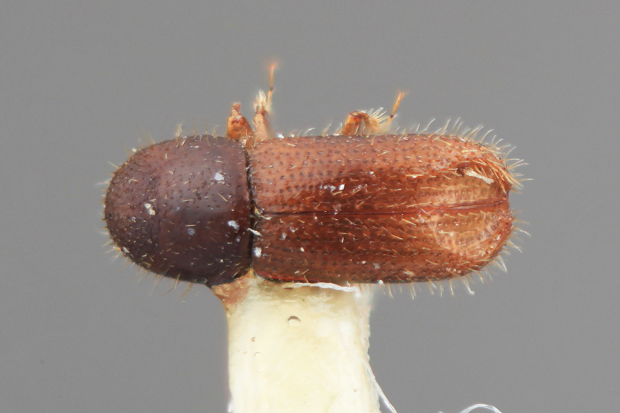 Genus / Species: Xyleborinus protinus | Image Author: SM Smith | Location: Costa Rica, Limón, Finca La Lola | Image Type: holotype | Collection: Entomology