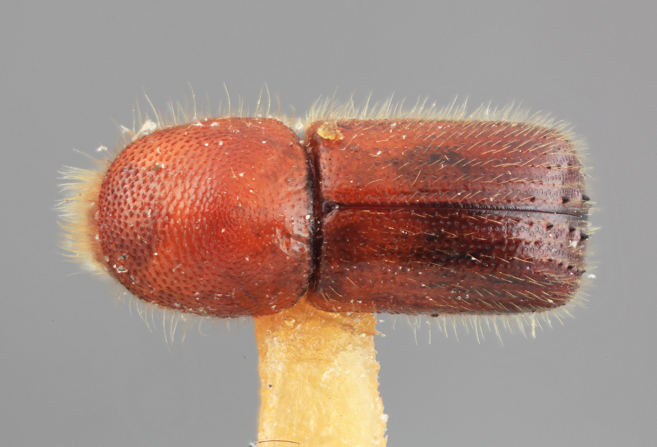 Genus / Species: Xyleborus caldensis | Image Author: SM Smith | Location: Colombia, Caldas, Anserma | Image Type: holotype | Collection: Entomology