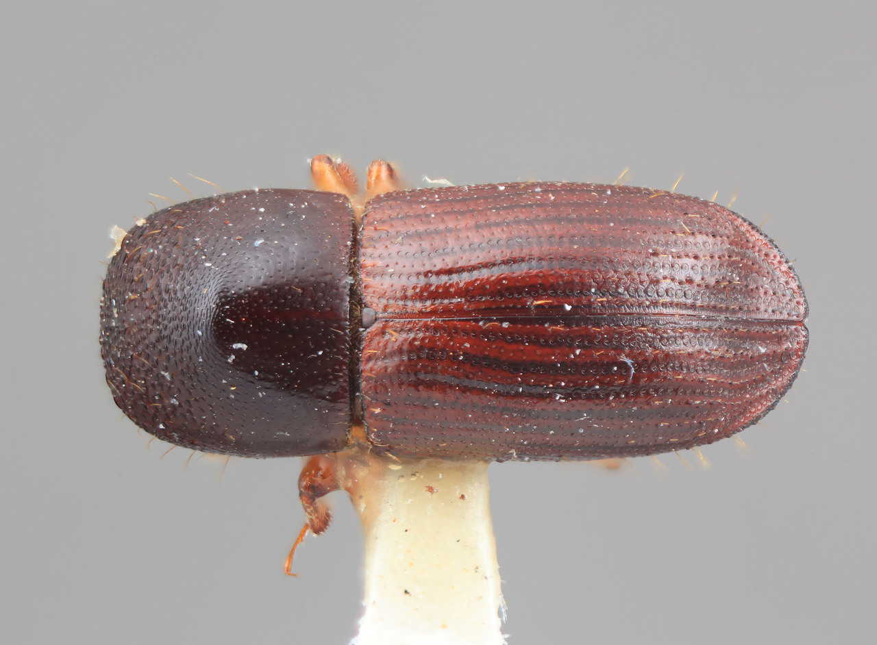 Genus / Species: Xyleborus tribulatus | Image Author: SM Smith | Location: Costa Rica, San José, Rio Damitas, Dota  Mts. | Image Type: holotype | Collection: Entomology