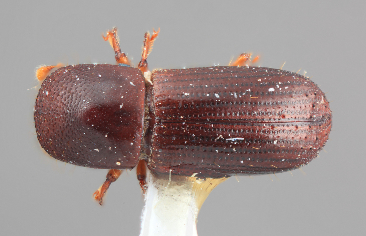 Genus / Species: Xyleborus mutabilis | Image Author: SM Smith | Location: Venezuela, Mérida, La Carbonera, 50 km NE Merida | Image Type: holotype | Collection: Entomology
