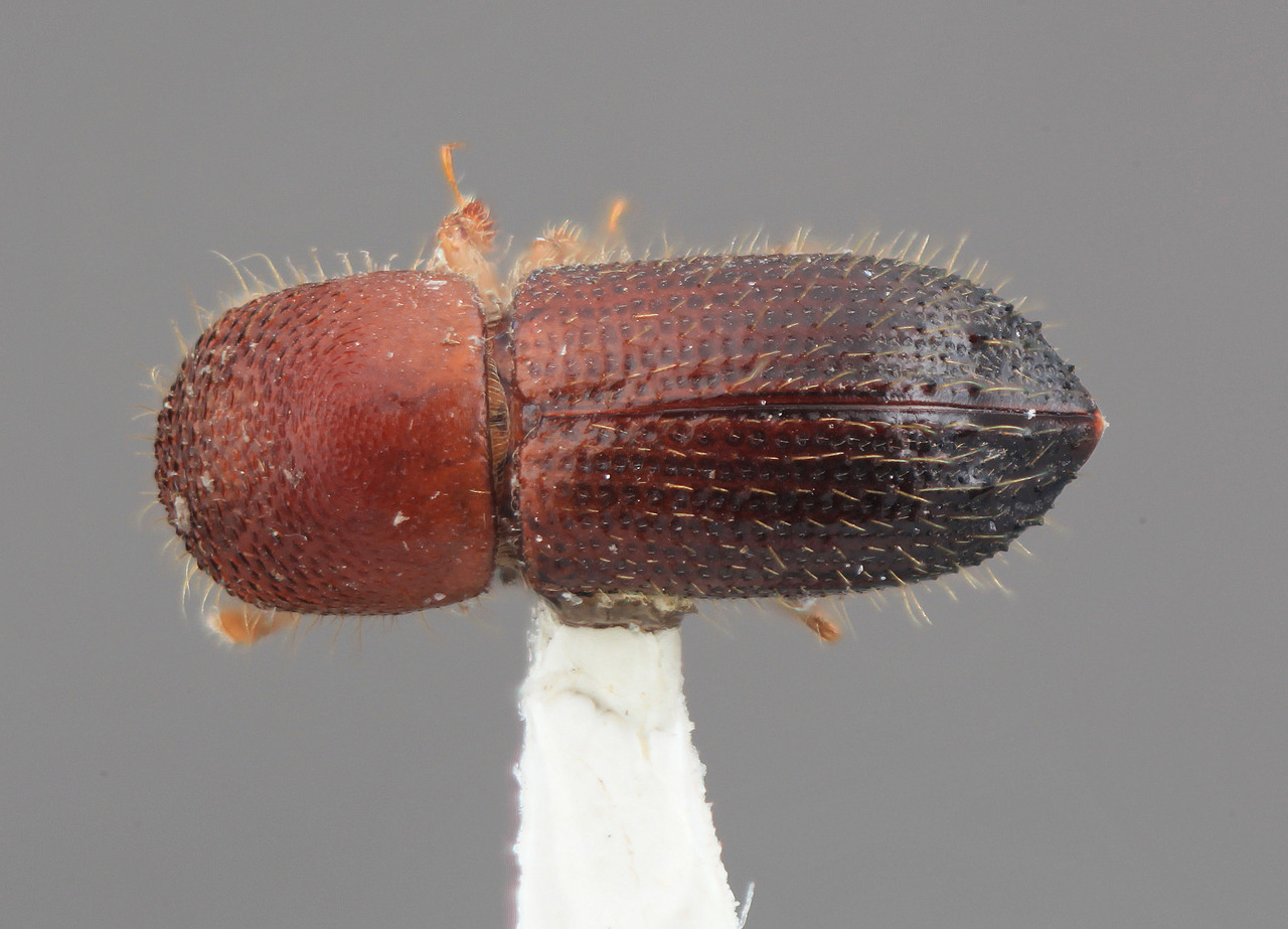 Genus / Species: Xyleborus pseudoacuminatus | Image Author: SM Smith | Location: Costa Rica, Puntarenas, Rincón de Osa | Image Type: holotype | Collection: Entomology