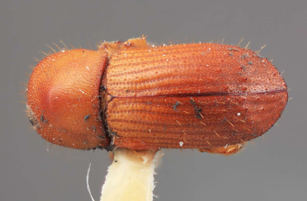 Genus / Species: Xyleborus rugulosipes | Image Author: SM Smith | Location: Costa Rica, Cartago, Tapanti | Image Type: holotype | Collection: Entomology
