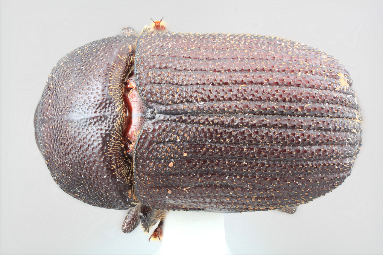 Genus / Species: Phloeoborus orinocensis | Image Author: SM Smith | Location: Venezuela, Bolivar, El Palmar, 30 km E | Image Type: holotype | Collection: Entomology