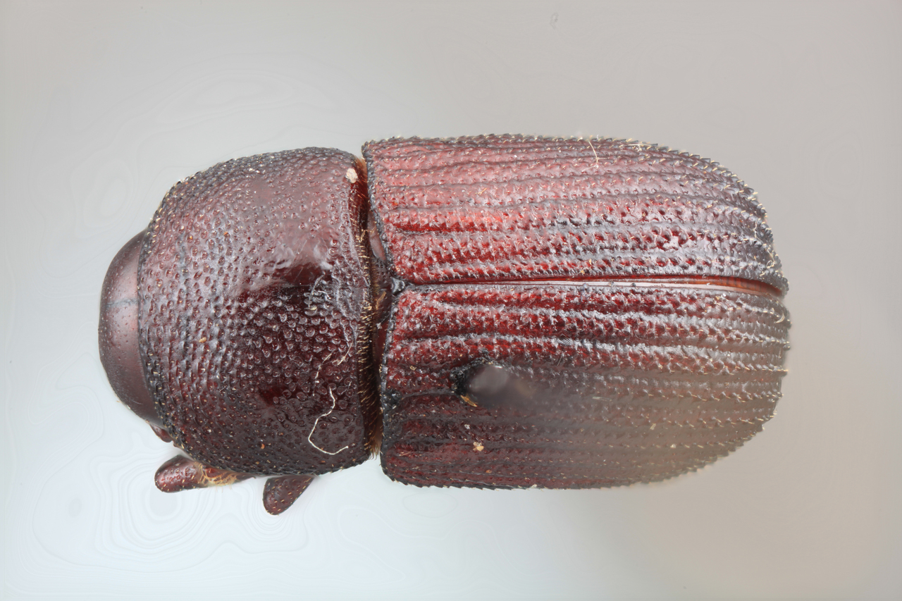 Genus / Species: Phloeoborus marahuaci | Image Author: SM Smith | Location: Venezuela, Amazonas, Mt. Marahuaca, N slope | Image Type: holotype | Collection: Entomology