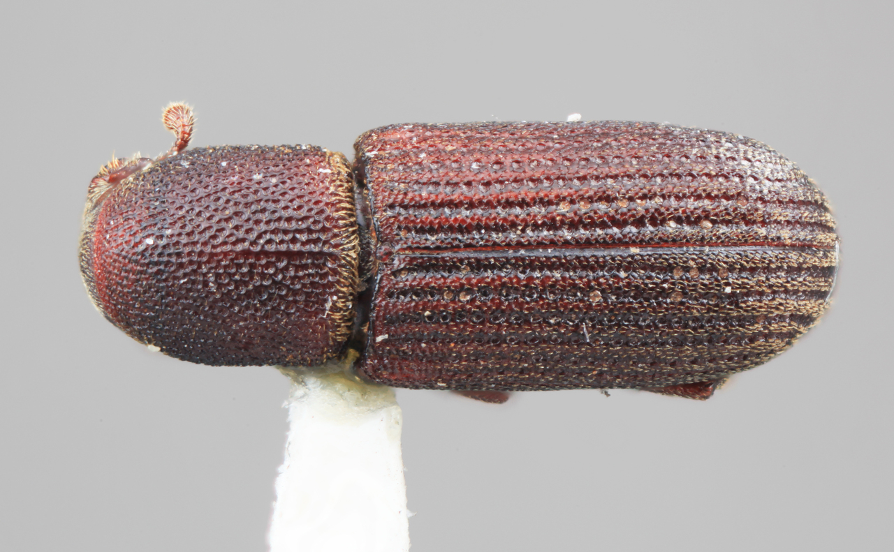 Genus / Species: Hylastes asperatus | Image Author: SM Smith | Location: United States, New Mexico, New Mexico (state) | Image Type: holotype | Collection: Entomology