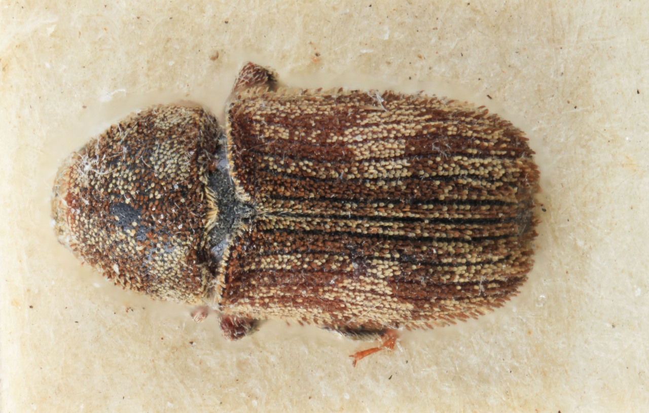 Genus / Species: Xylechinus squamatilis | Image Author: SM Smith | Location: Chile, Bernardo O'Higgins (VI), Rancagua, Baños de Cauquenes | Image Type: holotype | Collection: Entomology