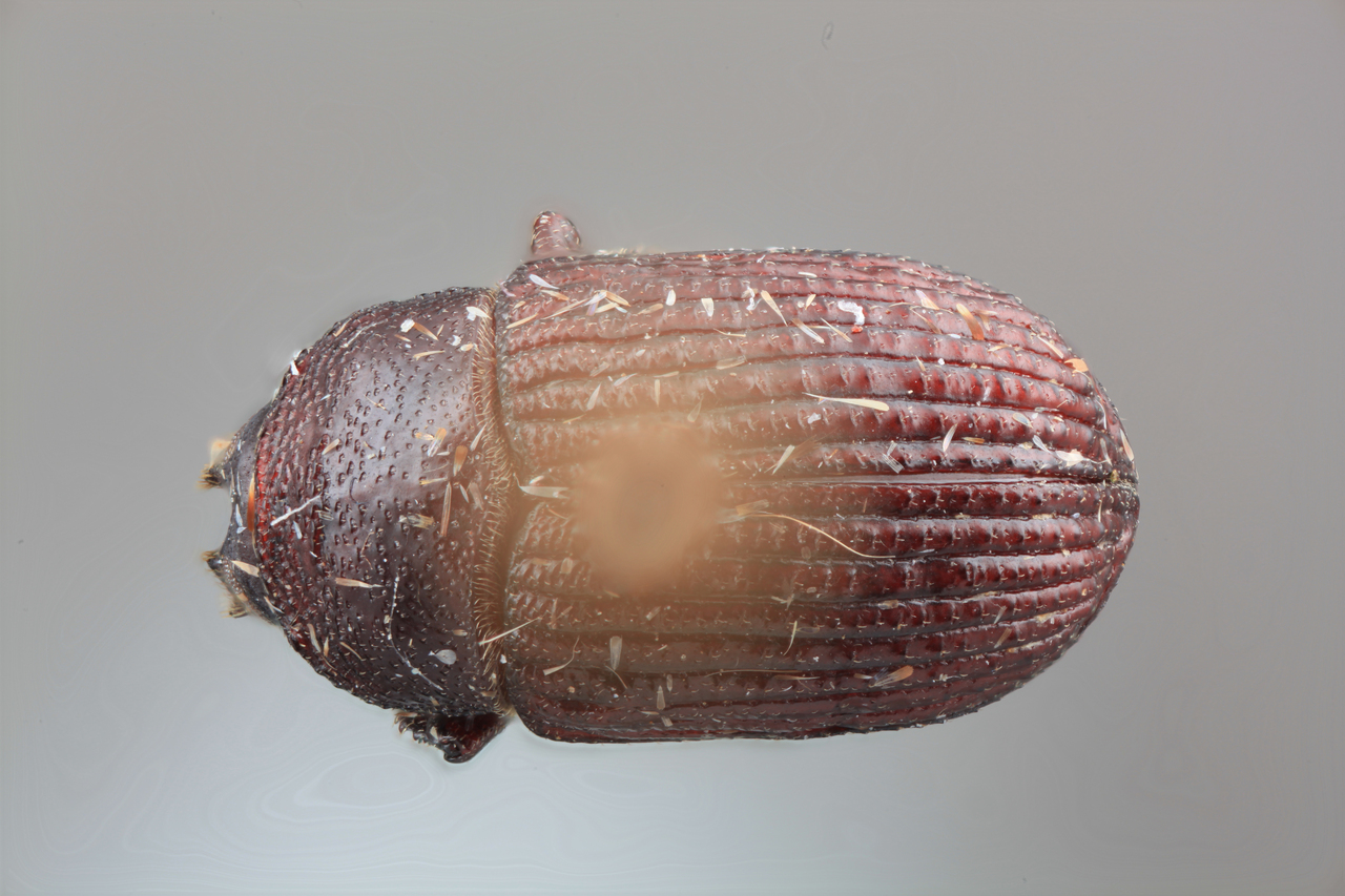 Genus / Species: Phloeoborus minusculus | Image Author: SM Smith | Location: Panamá, Panamá, Isl. Barro Colorado | Image Type: holotype | Collection: Entomology