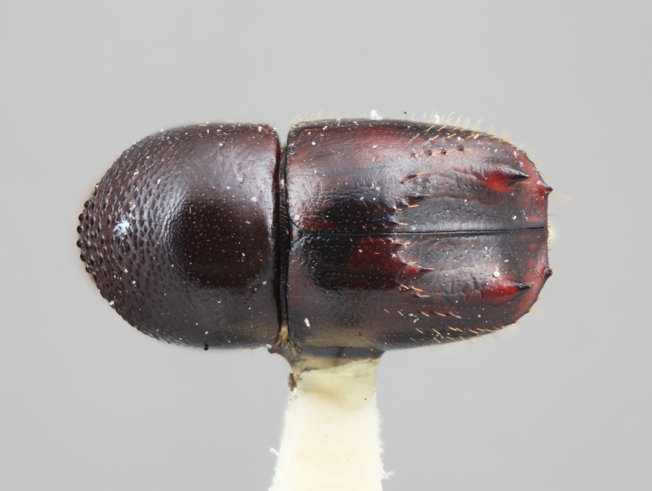 Genus / Species: Taurodemus ebenus | Image Author: SM Smith | Location: Costa Rica, Limón, Guapiles | Image Type: holotype | Collection: Entomology
