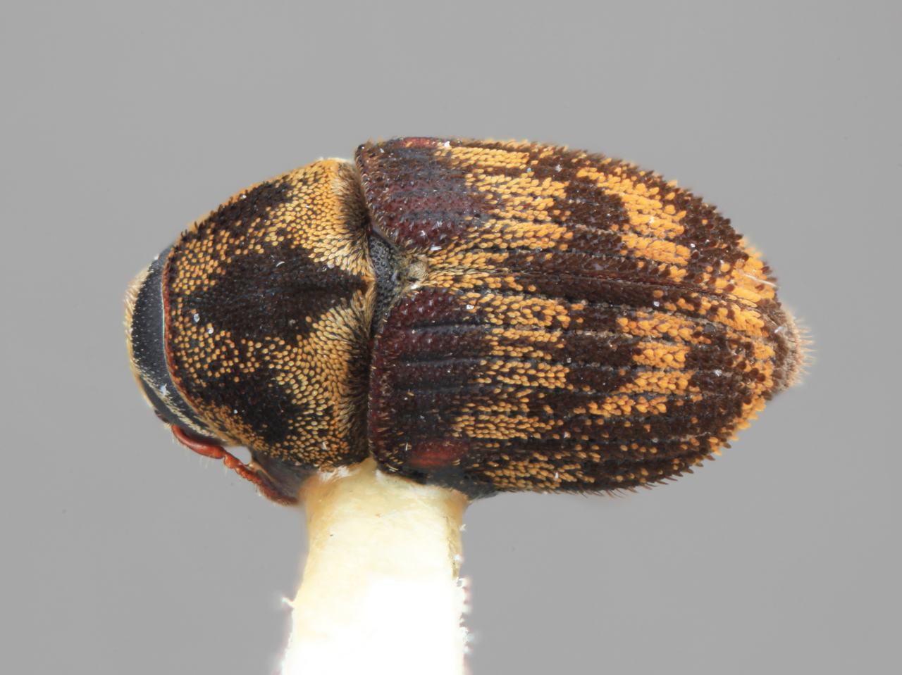 Genus / Species: Hylesinus guatemalensis | Image Author: SM Smith | Location: Guatemala, Escuintla, Volcán Pacaya | Image Type: holotype | Collection: Entomology