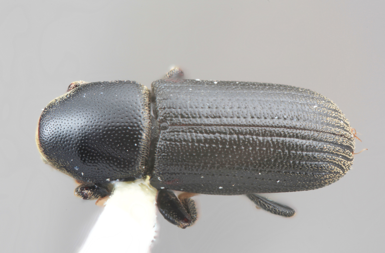 Genus / Species: Hylastes niger | Image Author: SM Smith | Location: México, Hidalgo, Tulancingo, 31 km E | Image Type: holotype | Collection: Entomology