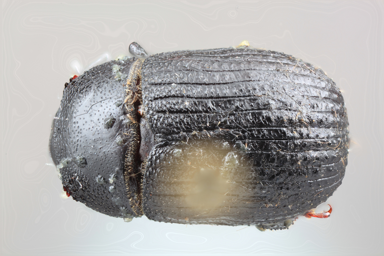 Genus / Species: Phloeoborus niger | Image Author: SM Smith | Location: Costa Rica, Guanacaste, Río Naranjo, 3 km S | Image Type: holotype | Collection: Entomology