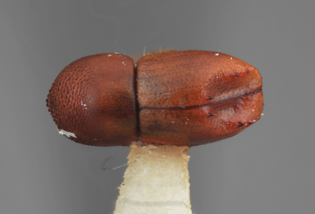 Genus / Species: Taurodemus colombianus | Image Author: SM Smith | Location: Colombia, Valle del Cauca, Palmira | Image Type: holotype | Collection: Entomology
