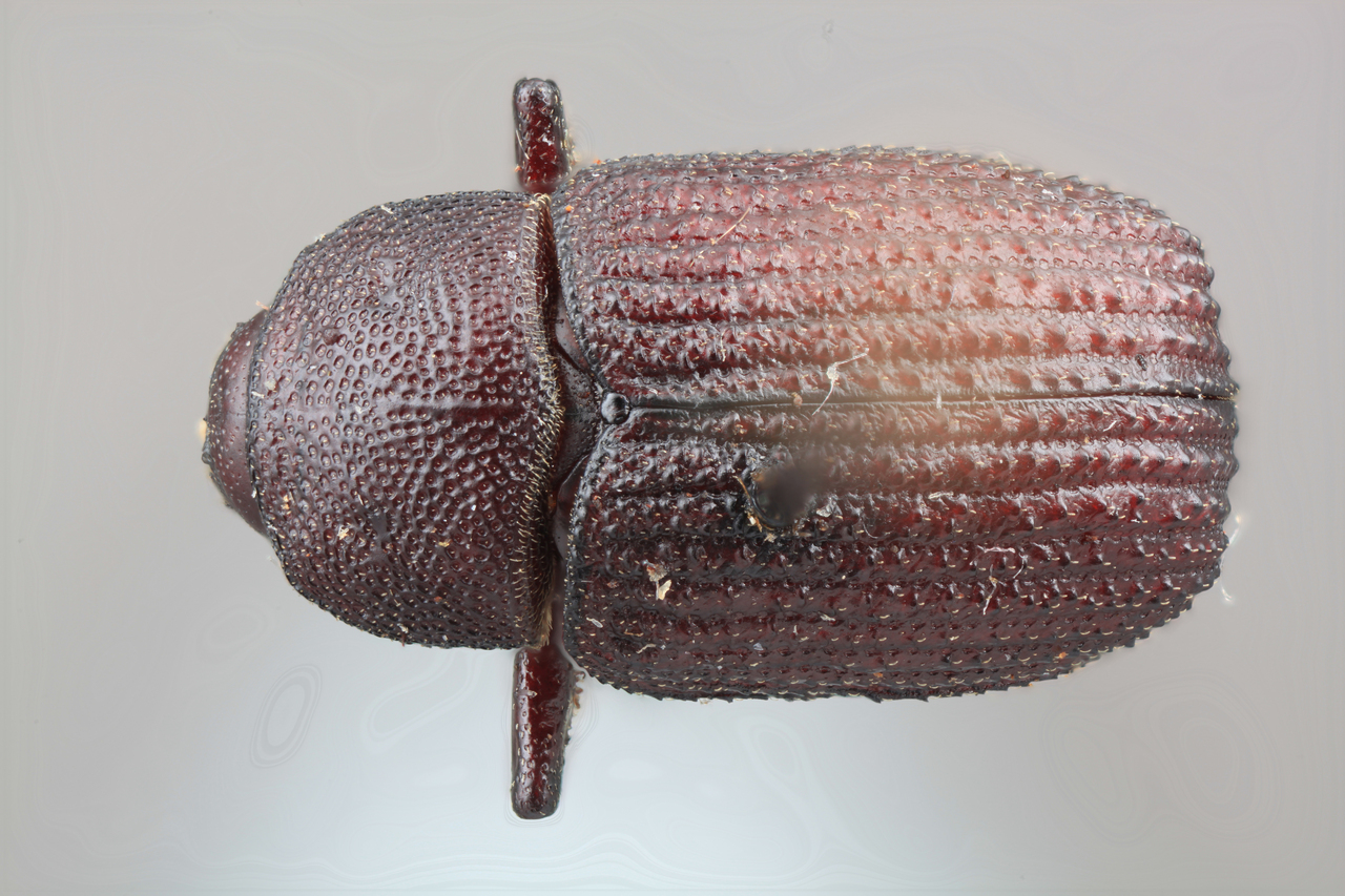 Genus / Species: Phloeoborus willei | Image Author: SM Smith | Location: Costa Rica, Puntarenas, San Vito, 6 km S | Image Type: holotype | Collection: Entomology