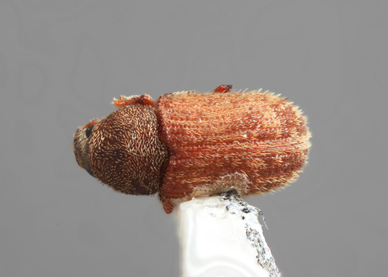 Genus / Species: Pseudoxylechinus variegatus | Image Author: SM Smith | Location: China, Shanxi , Jiangxian | Image Type: holotype | Collection: Institute of Zoology