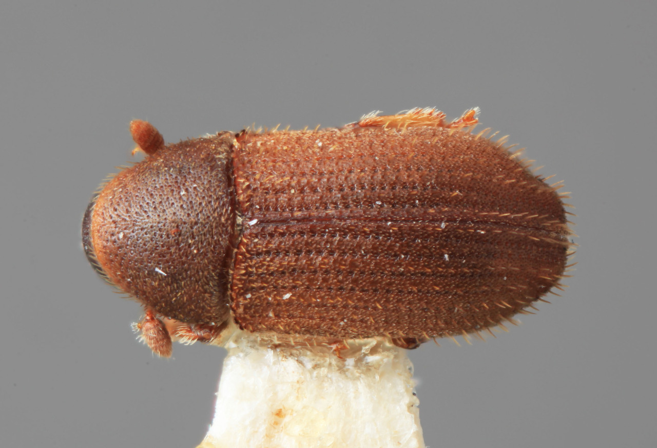 Genus / Species: Pseudoxylechinus uniformis | Image Author: SM Smith | Location: China, Sichuan, Nanjiang | Image Type: holotype | Collection: Institute of Zoology