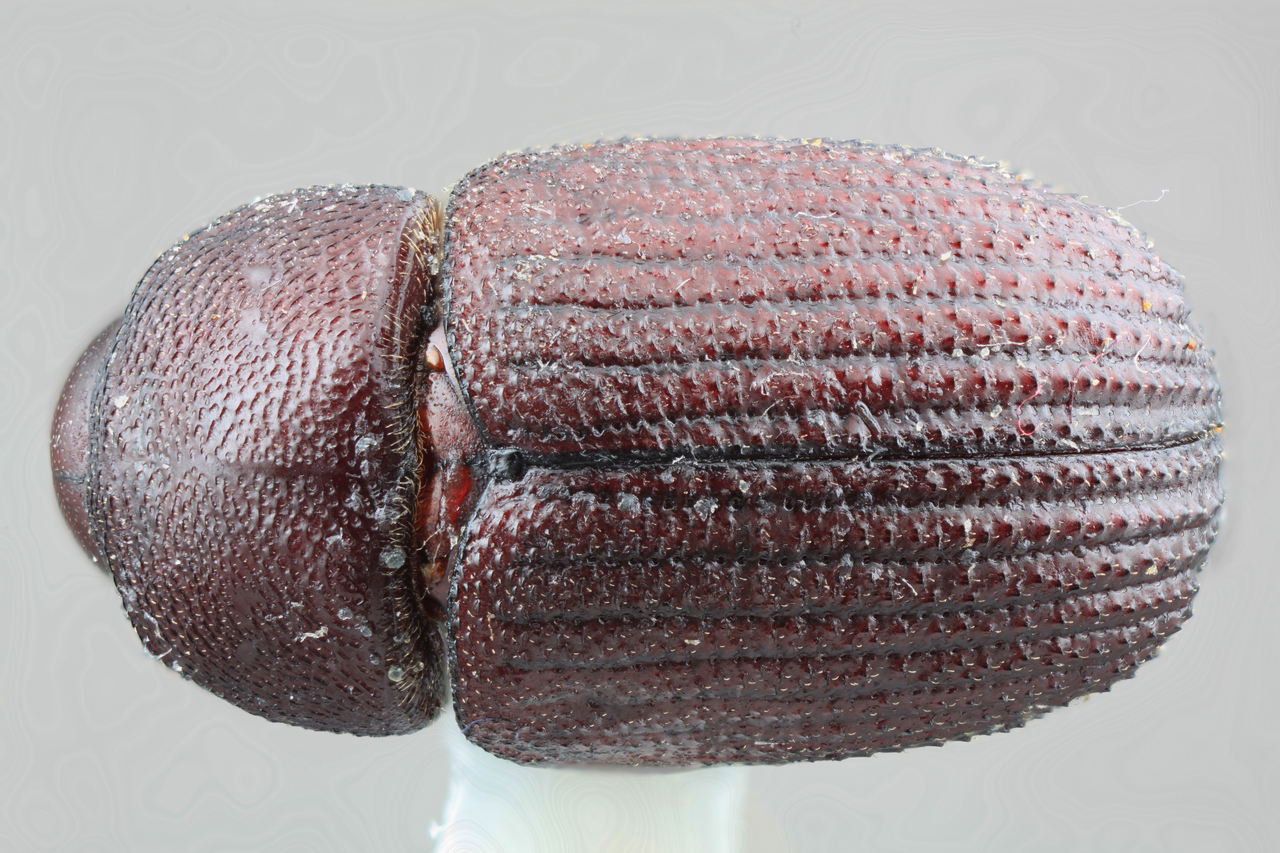 Genus / Species: Phloeoborus araguensis | Image Author: SM Smith | Location: Venezuela, Aragua, Rancho Grande | Image Type: holotype | Collection: Entomology